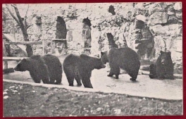 Čtyři medvědi
