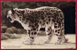 Sněžný leopard