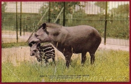 https://www.zlatakorunacz.cz/eshop/products_pictures/tapir-s-mladetem-1512115752.jpg